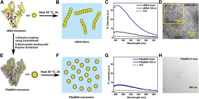 Amyloid-Like Aggregation in Native Protein and its Suppression in the Bio-Conjugated Counterpart